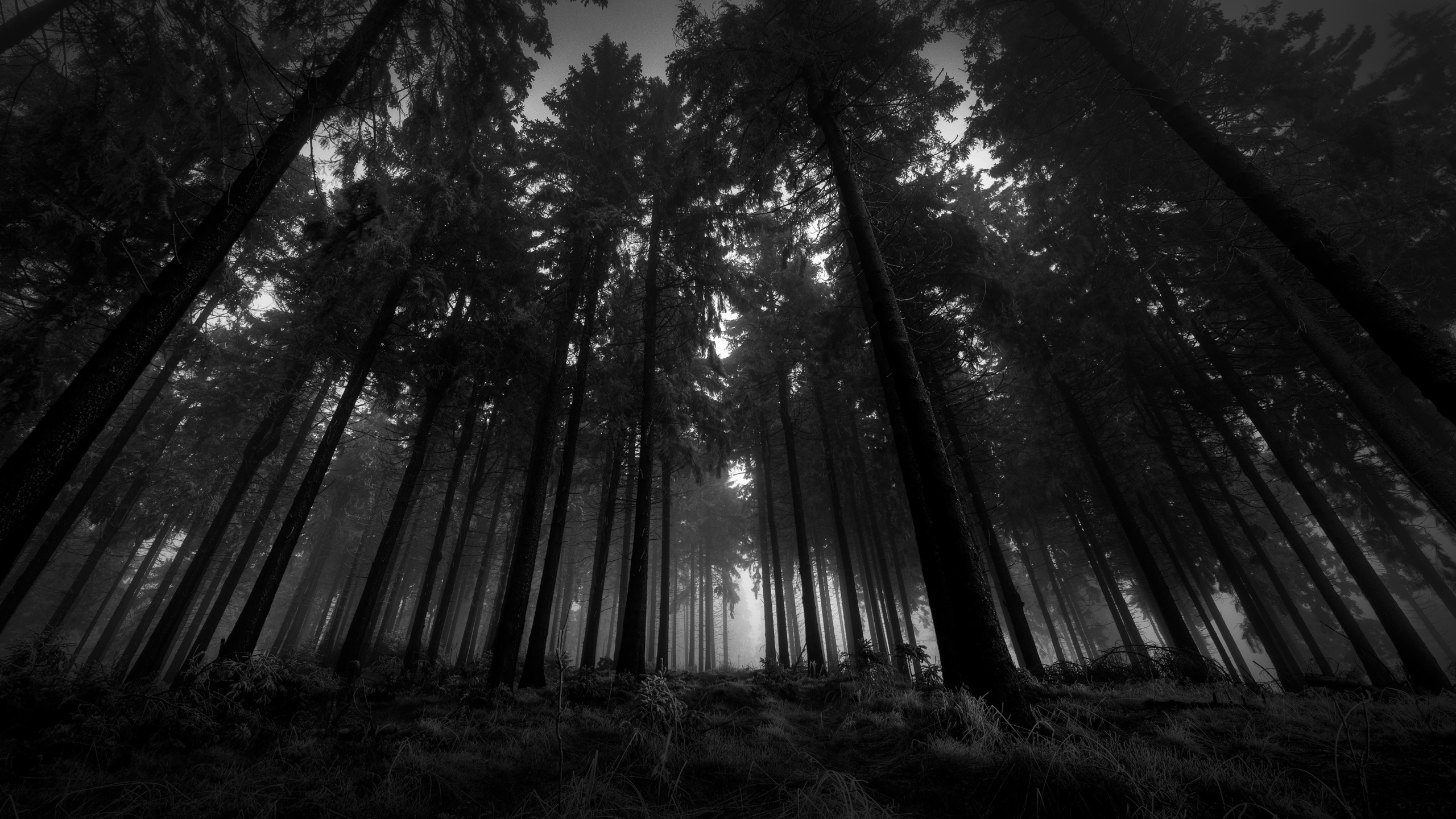 dark-forest-wallpapers-for-iphone-For-Widescreen-Wallpaper 